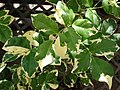 Kultivar Pandorea jasminoides s panašovanými listy
