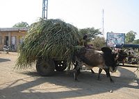 Ossenkar met suikerriet, India