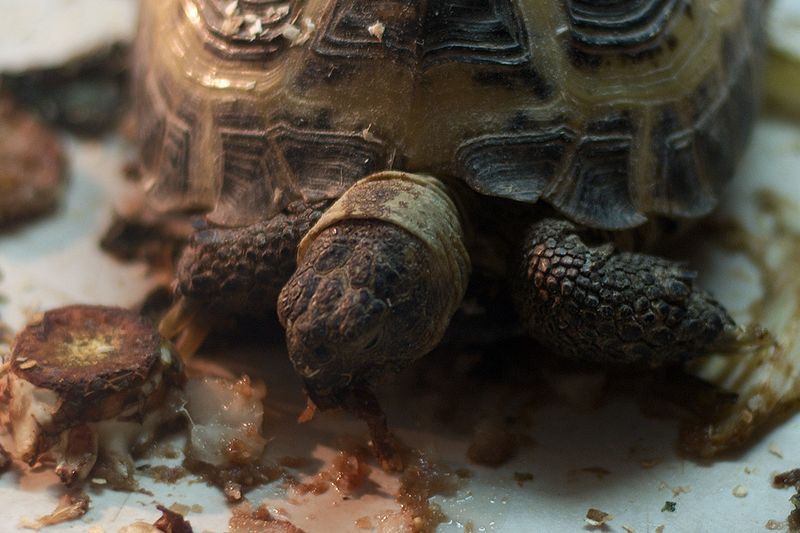 Russian Desert Tortoise