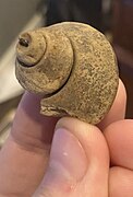 A fossil gastropod called Clathrospira from the Sinnipee Group in Dane County