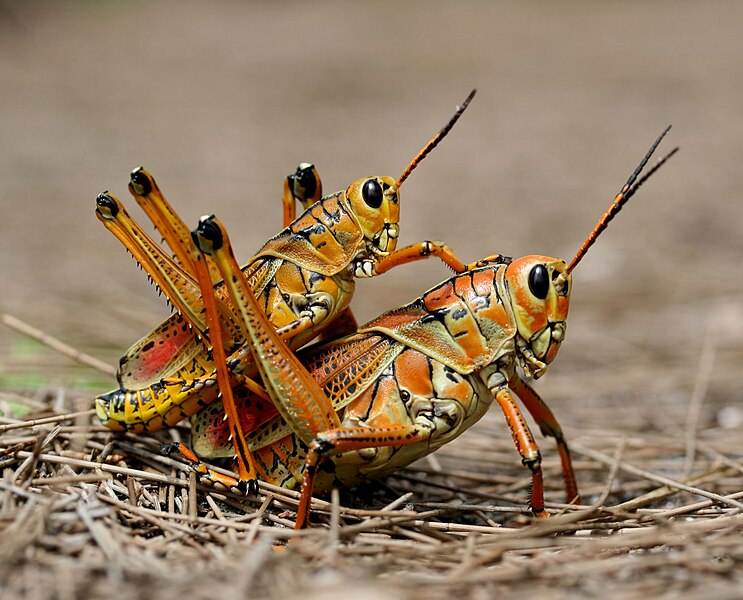 File:Two eastern Lubber grasshopers (Romalea microptera), mating.jpg