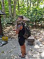 A monkey climbs on a tourist in the Ubud Monkey Forest.