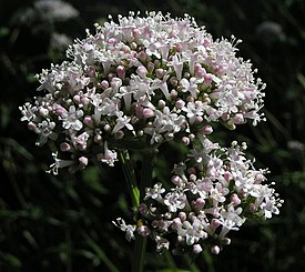 Rohtovirmajuuri (Valeriana officinalis)