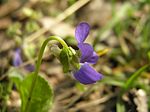 Miniatura para Viola suavis