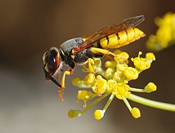 Eiropas bišuvilks (Philanthus triangulum)