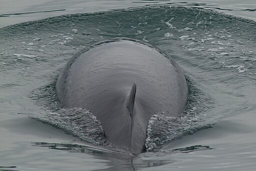 Whale watching Tadoussac 07