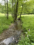 Wiebach Oberlauf mit Schlangen-Knöterich