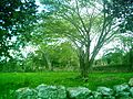 Vista de la hacienda Xcuyún.