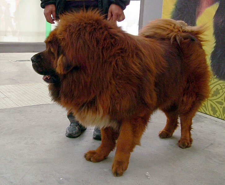 A Chinese bred Tibetan Mastiff