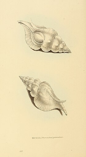Ilustração de P. alatus, a espécie-tipo do gênero. É encontrada nas Índias Orientais[2]