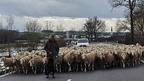 Schafherde mit Schäfer und Schäferhund bei Hüttenkofen, Niederbayern