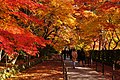 光明寺「もみじ参道」（京都府長岡京市）