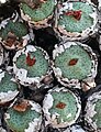 Typical flat, "truncated" heads of Conophytum truncatum