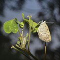 পূর্ণাঙ্গ ধুপি