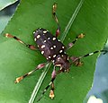 Miniatura para Acanthoderes rubripes