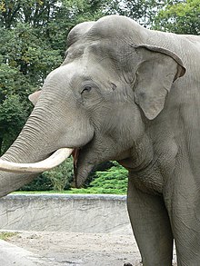 Выстрел в голову взрослого азиатского слона.