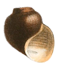 Miniatura para Afropomus balanoidea