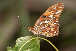 Agraulis vanillae at Isla Margarita