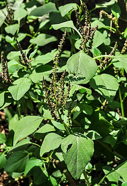 Amaranthus caudatus