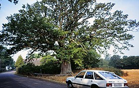 Le chêne d'Ambrosius en 1997