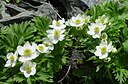 Anemone narcissiflora Hakusanichige in kogouchidake 2003 6 19.jpg