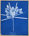 Anna Atkins – Carex (America) – Google Art Project