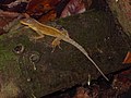 Anolis oculatus winstonorum