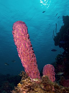 Description de l'image Aplysina archeri (Stove-pipe Sponge-pink variation).jpg.