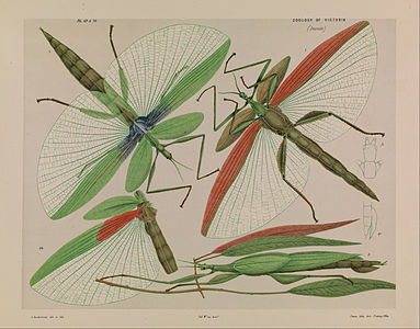 Red shouldered stick insect, Tropidoderus rhodomus