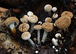 A. lycoperdoides.