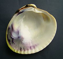 Austrovenus stutchburyi (tuangi cockle) inside.JPG