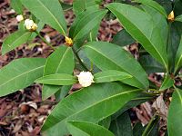 Baloghia marmorata leaves & flower