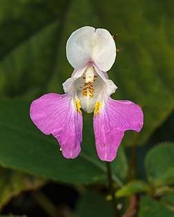 Fleur de balsamine de Balfour. (définition réelle 2 720 × 3 400)