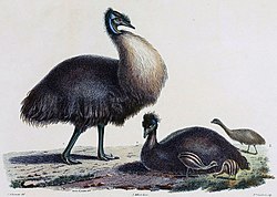 kangaroo island emu