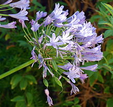 Agapanthus praecox flower Bluelily1900ppx.jpg