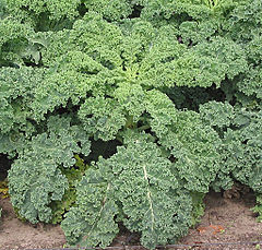 Kähar lehtkapsas Brassica oleracea var. sabellica