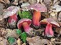 !!Rubroboletus rubrosanguineus!!