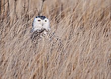 Snowy owls often seek out grassy and open habitats year around. Bubo scandiacus Damon Point 8.jpg