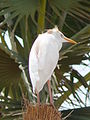 Kuhreiher Cattle Egret