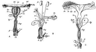 Female marsupials