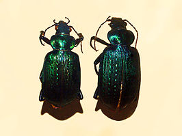 Calosoma retusum