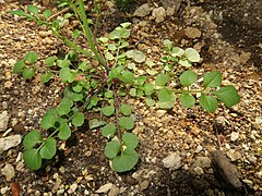 花期にも残る根出葉。茎葉とは異なり、側小葉は広楕円形、頂小葉はやや大型の卵円形になる。