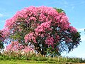 Florettseidenbaum (Ceiba speciosa) in Blüte