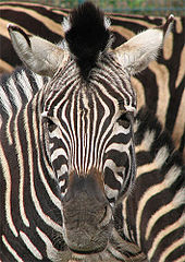 The zebra's bold pattern may induce motion dazzle in observers Chapman-Zebra.jpg