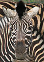Zebra's bold pattern may provide motion dazzle