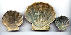 Chesapecten Jeffersonius Inside.jpg