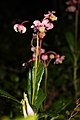 Chimaphila umbellata