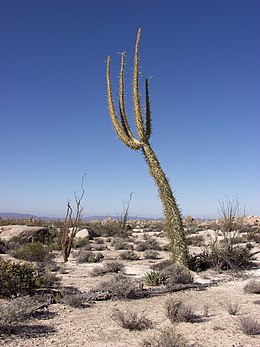 Aukštasis gairuvas (Fouquieria columnaris)