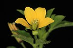 Flower of Cleome viscosa