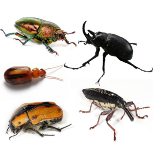 Top left to bottom right: female golden stag beetle (Lamprima aurata), rhinoceros beetle (Megasoma sp.), a species of Amblytelus, cowboy beetle (Chondropyga dorsalis), and a long nose weevil (Rhinotia hemistictus).